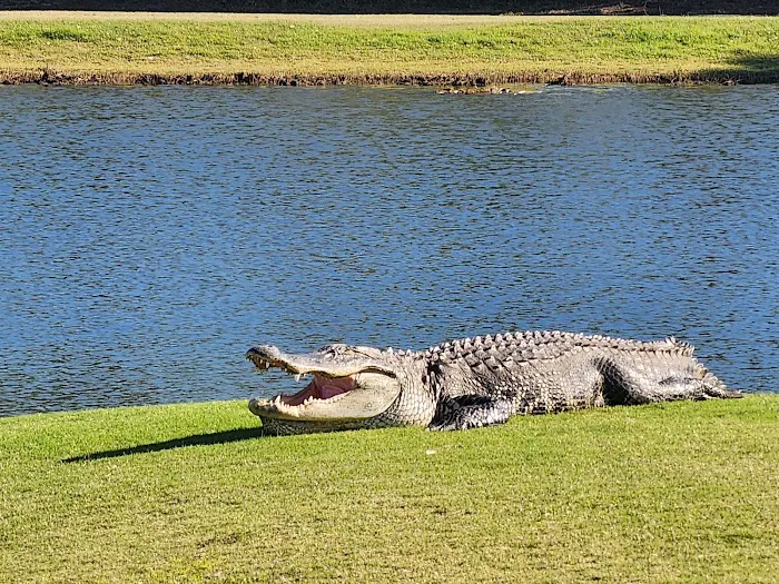 Live Oak RV Resort & Golf Course Picture 6