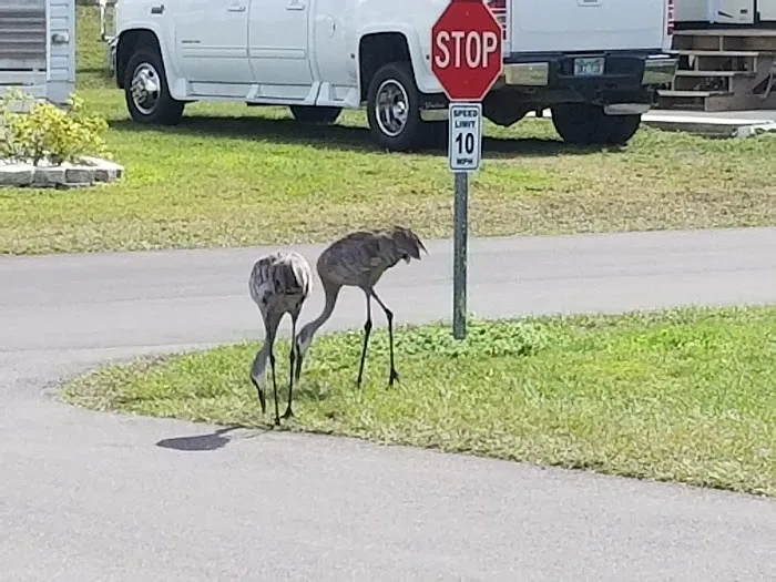 Live Oak RV Resort & Golf Course Picture 9