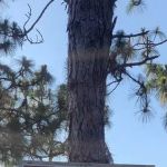 Camp Bushy Beaver