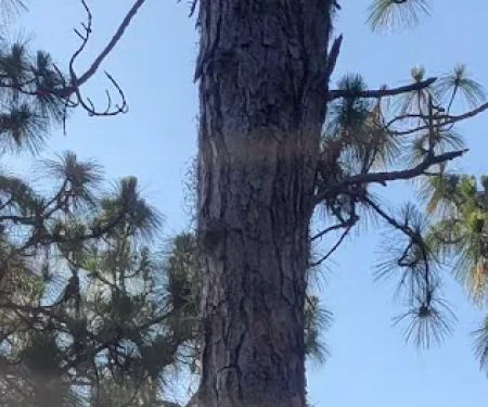 Camp Bushy Beaver