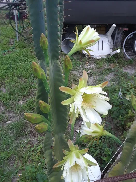 Lazy J Mobile Home & RV Park Picture 9