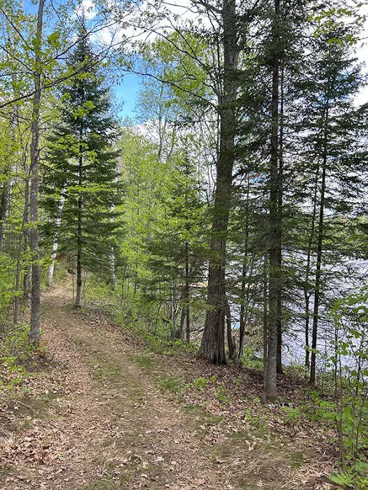 Punch Lake Campground Picture 3