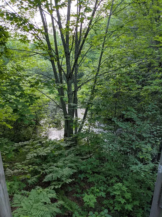 South Trout Lake Campground Picture 6