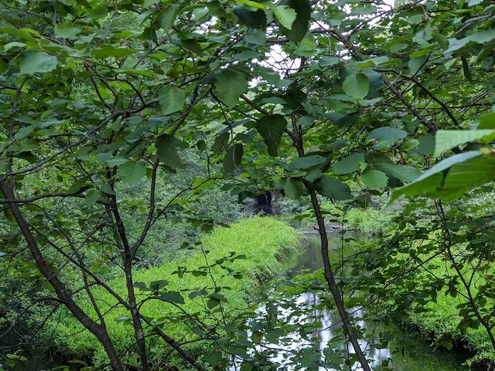 South Trout Lake Campground Picture 9