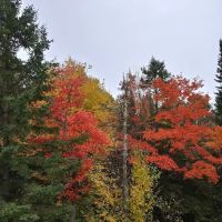 Schomberg County Park Campground ico