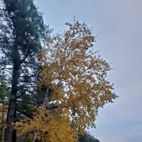 Jag Lake Group Camp ico