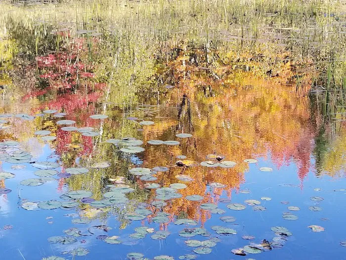 Loon Lagoon Picture 10