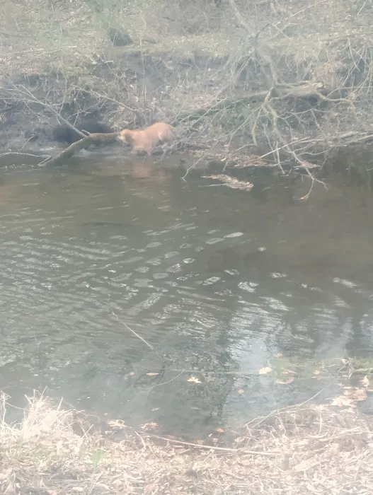 Thomas Mitchell Campground Picture 4