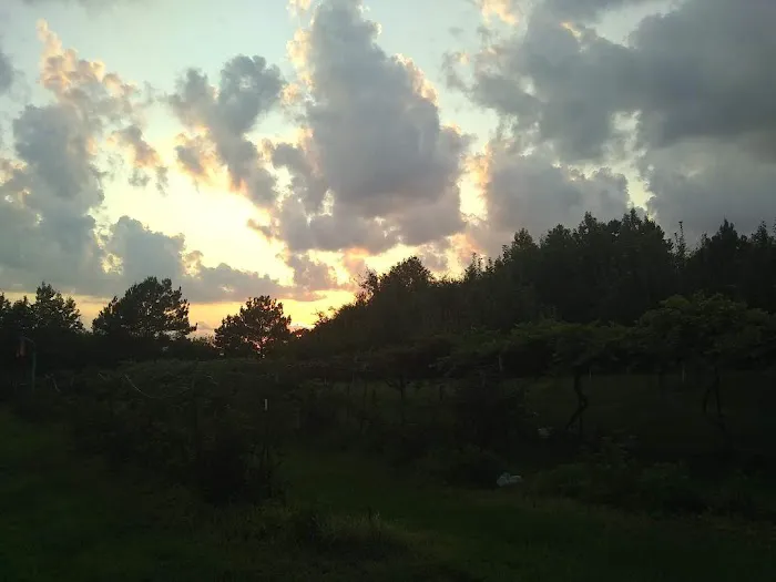 Rustic Pines RV Park of Hawkins, Texas Picture 3