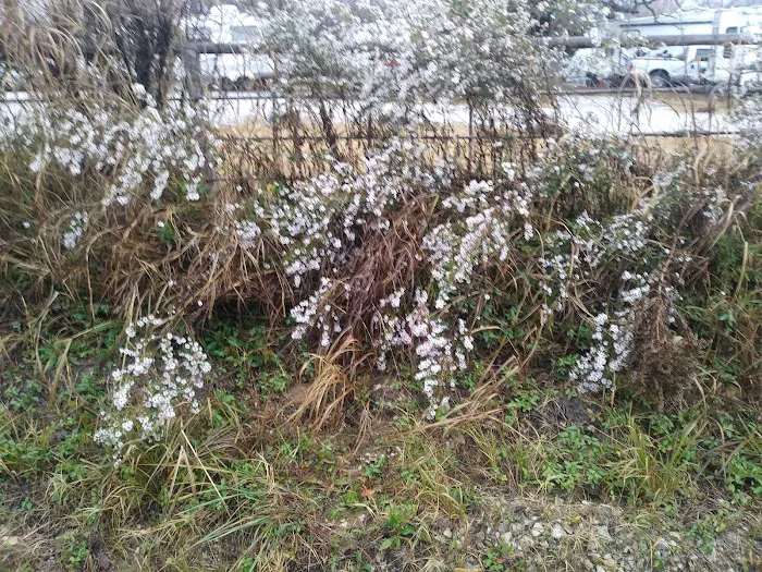 SingleTree RV Picture 4