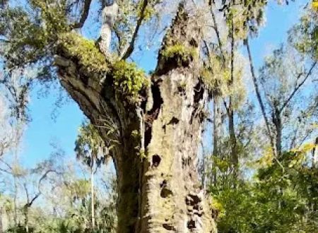 Youth Camp, Highlands Hammock State Park