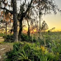 Highlands Hammock State Park Campground ico