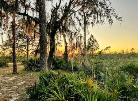 Highlands Hammock State Park Campground