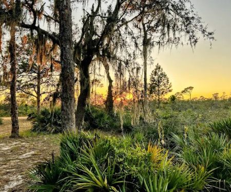 Highlands Hammock State Park Campground