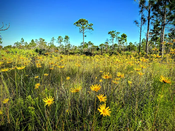 Highlands Hammock State Park Campground Picture 2