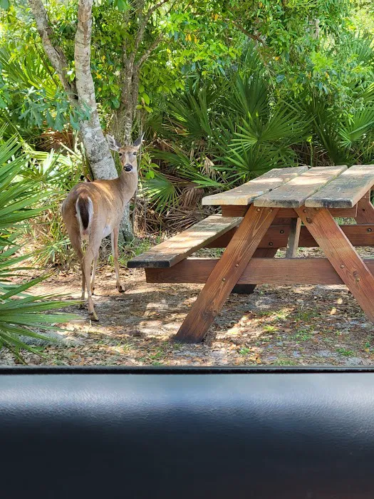Highlands Hammock State Park Campground Picture 9