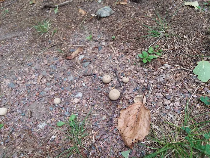Twin Lakes Campground Picture 7