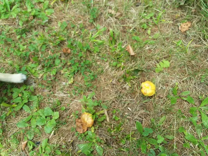 Twin Lakes Campground Picture 8