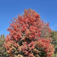 Cherry Glen Campground ico
