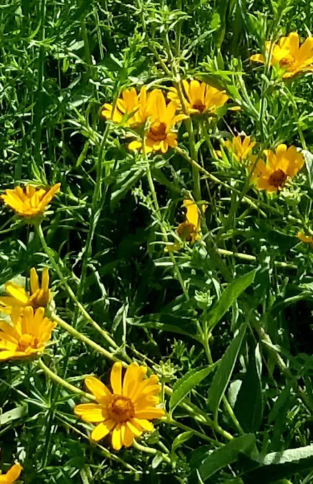 Prairie Flower Campground Picture 7