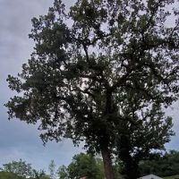 Ferguson's Willow Creek ico