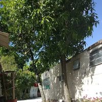 Melaleuca Trailer Park ico