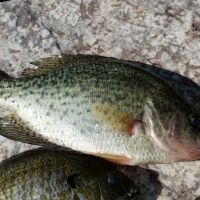 Pokegama Creek Campground ico