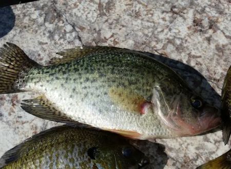 Pokegama Creek Campground