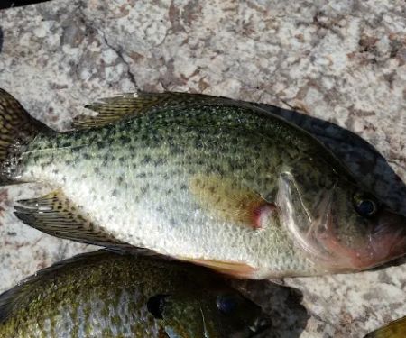 Pokegama Creek Campground