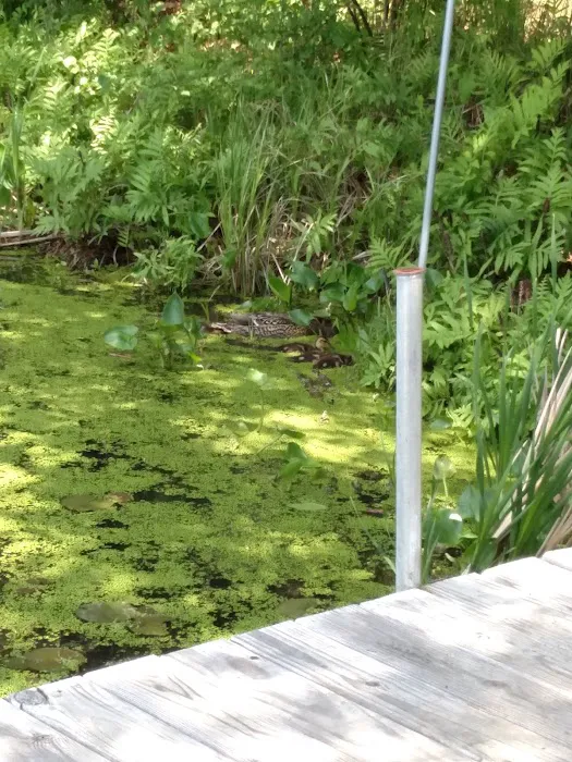 Pokegama Creek Campground Picture 5