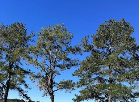 Reed Bingham State Park - Campground