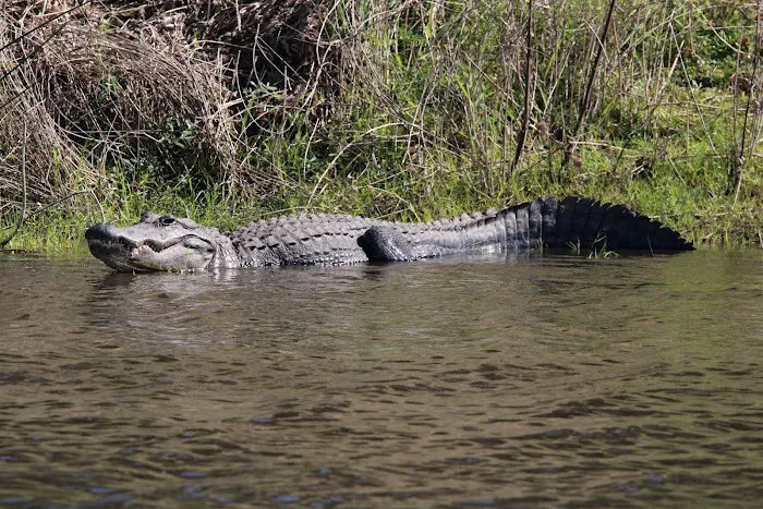 Myakka River State Park Big Flats Campground Picture 5