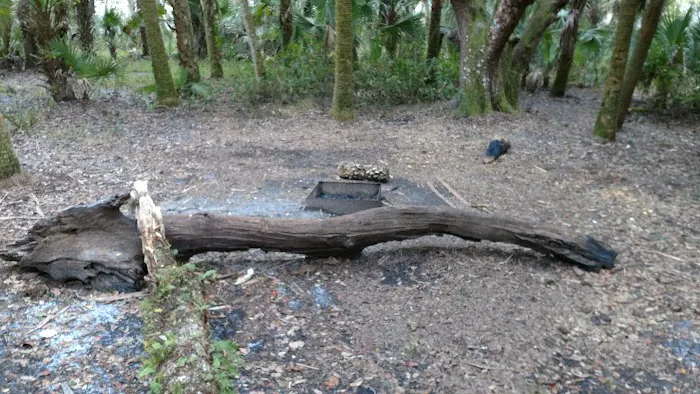 Mossy Hammock Primative Campsite Picture 3