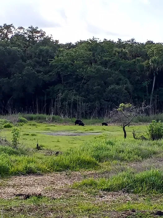 Palmetto Ridge Campground Picture 2