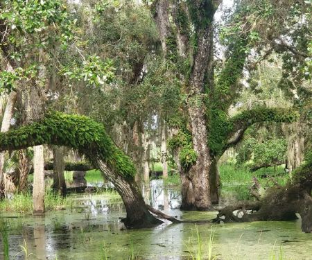 Palmetto Ridge Campground