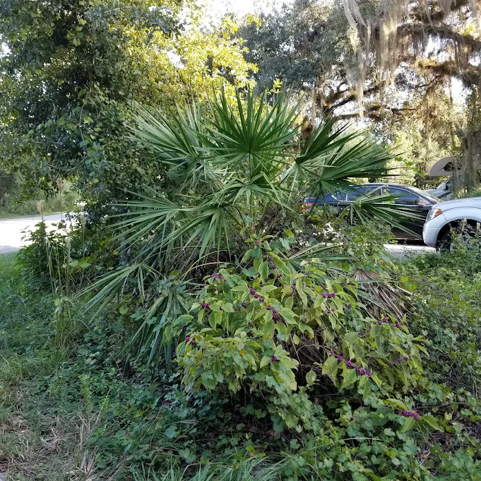 Palmetto Ridge Campground Picture 9