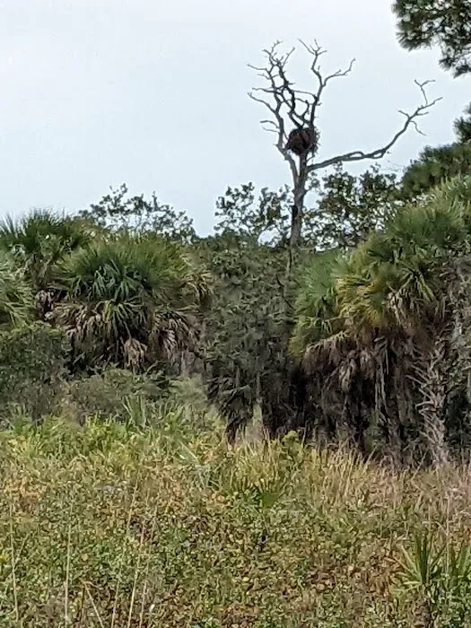 Oscar Scherer State Park Campground Picture 10
