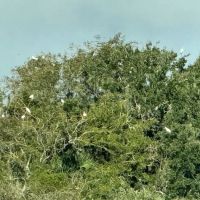 Myakka River State Park Campfire Circle ico