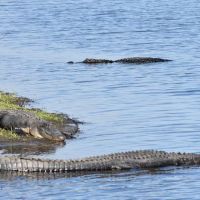 Myakka River State Park Youth Camp ico