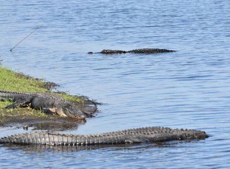 Myakka River State Park Youth Camp