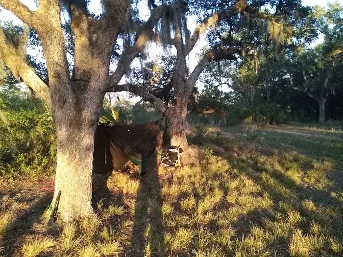 Bee Island Primitive Campsite Picture 2