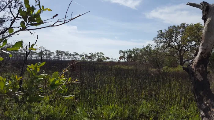 Bee Island Primitive Campsite Picture 5