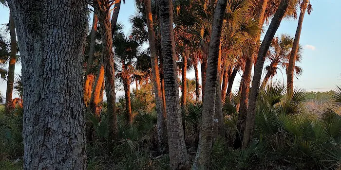 Honore Primitive Campsites Picture 2
