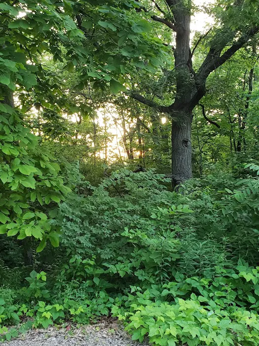 Jester Park Campground Picture 8