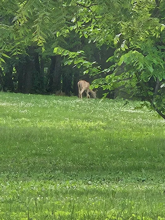 Jester Park Campground Picture 5