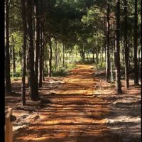 Pine Springs RV Park ico