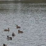 Cutty's Des Moines Camping Club