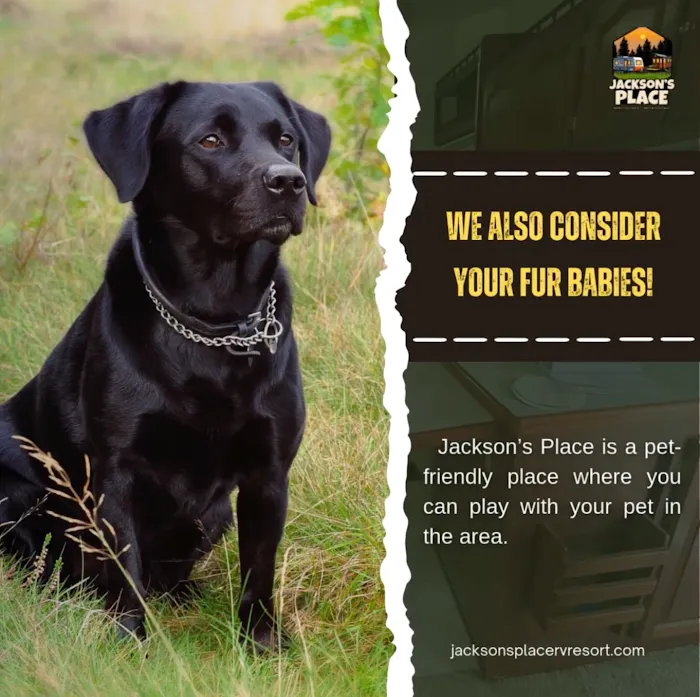 Jackson's Place Tiny Home & RV Resort Picture 6