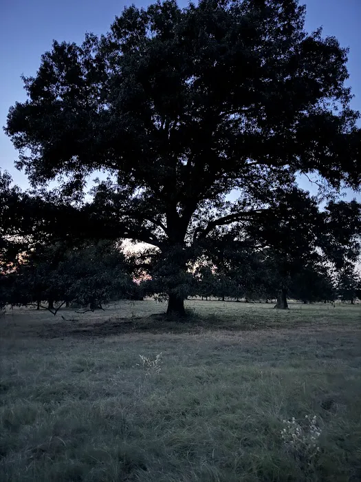 Ancient Oak Resort Picture 4