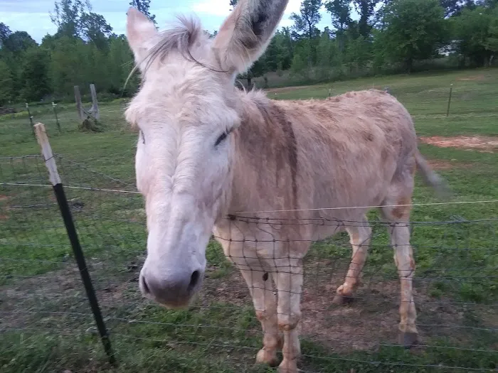 Cowboy Camp RV Park Picture 3